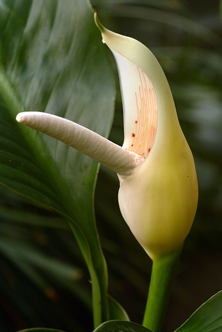 Philodendron pedunculum