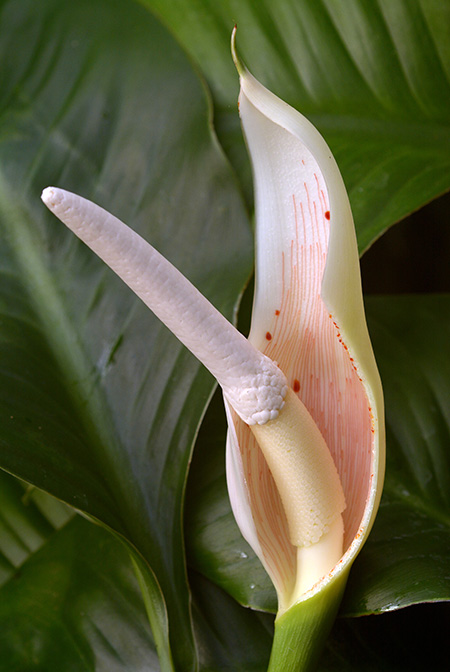 Philodendron pedunculum