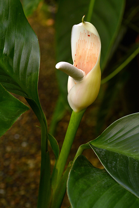 Philodendron pedunculum