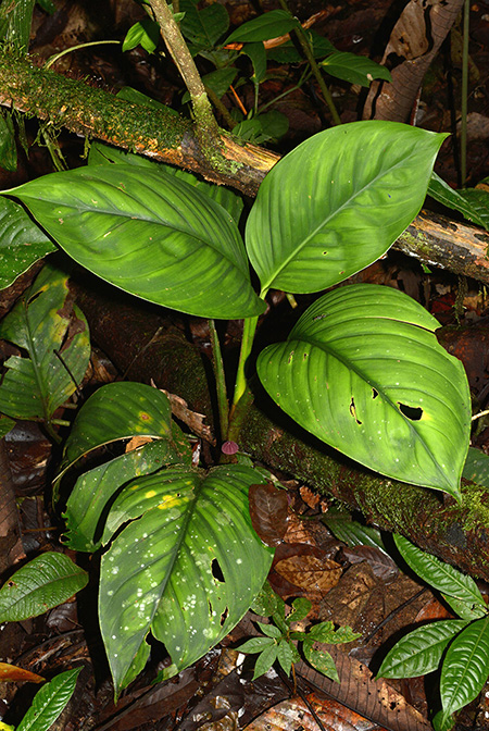 Philodendron pedunculum