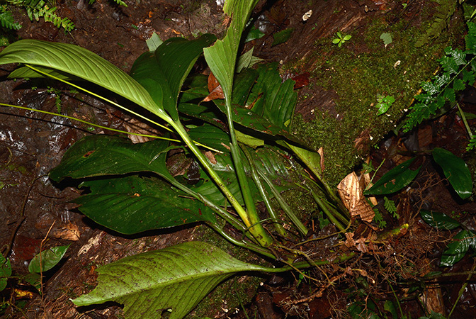 Philodendron pedunculum
