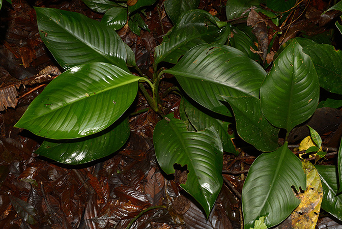 Philodendron pedunculum
