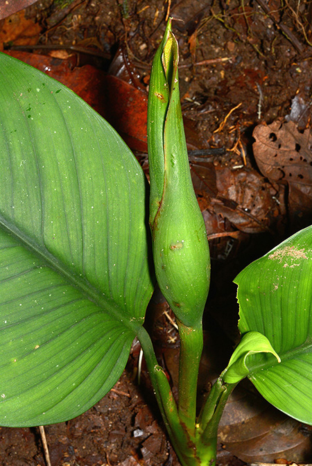 Philodendron pedunculum