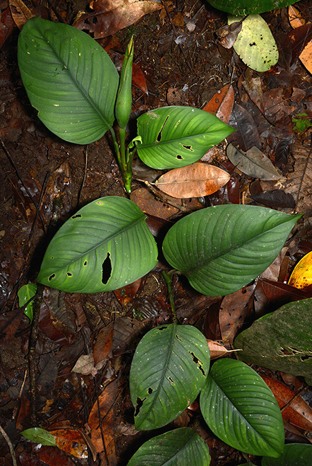 Philodendron pedunculum