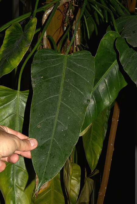 Philodendron perplexum