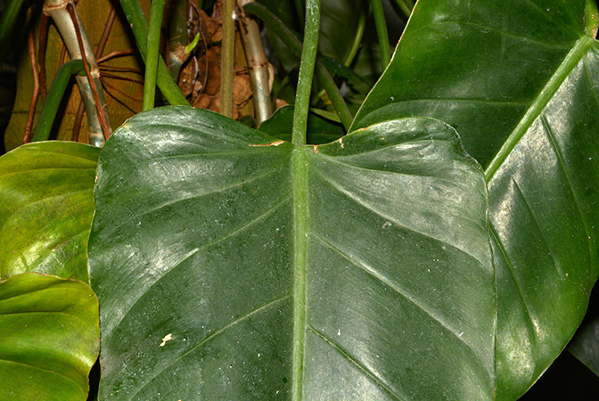 Philodendron perplexum