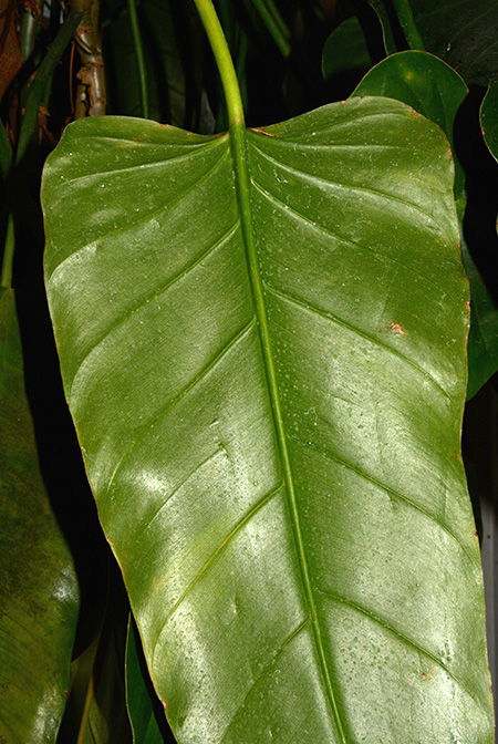 Philodendron perplexum