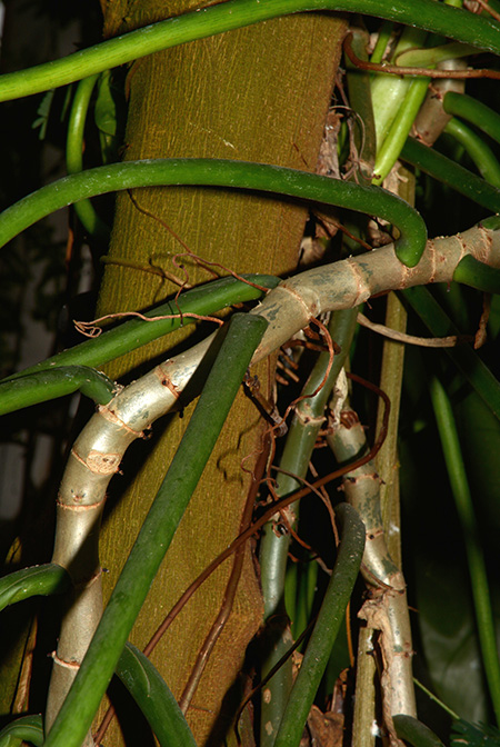 Philodendron perplexum