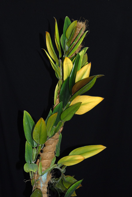 Philodendron pierrelianum
