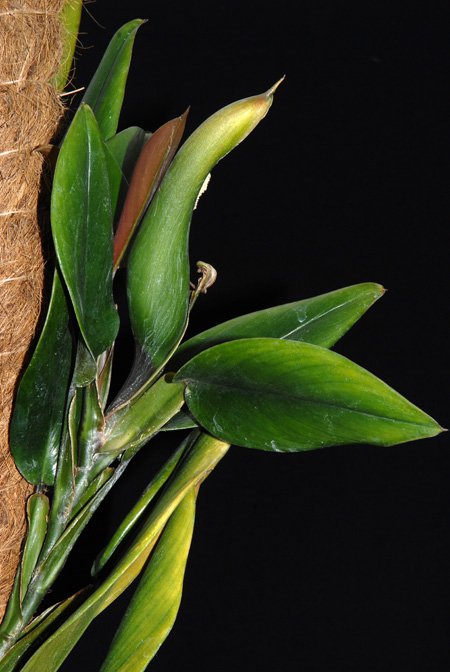 Philodendron pierrelianum