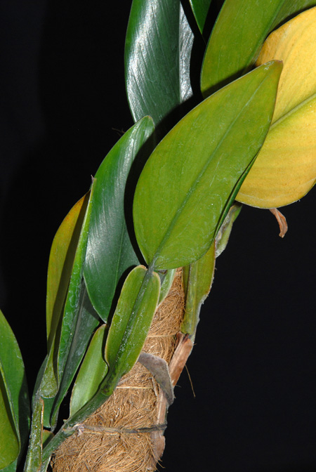 Philodendron pierrelianum