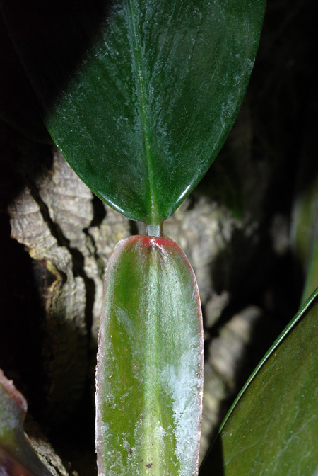 Philodendron pierrelianum