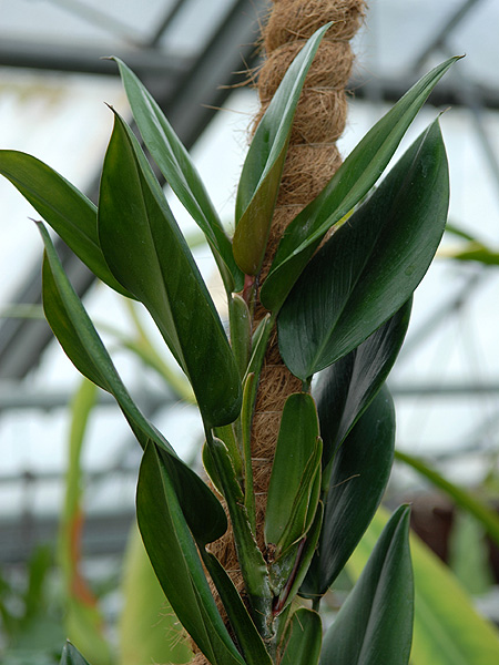Philodendron pierrelianum