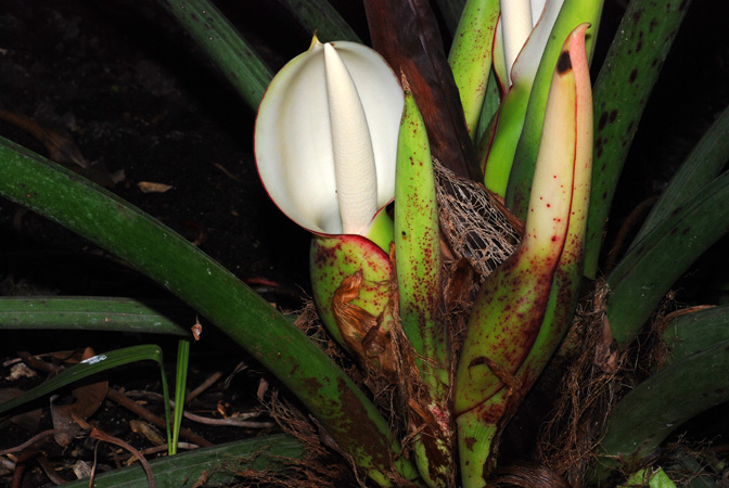 Philodendron pinnatifidum