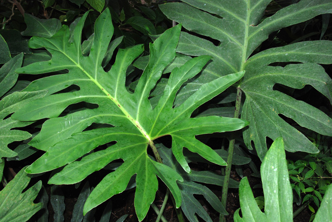 Philodendron pinnatifidum