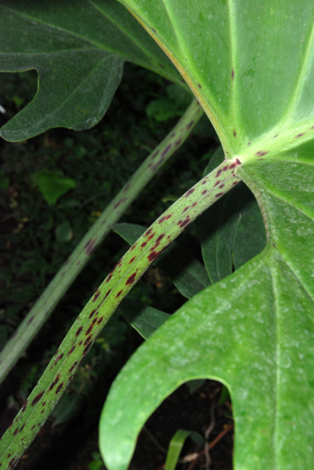 Philodendron pinnatifidum