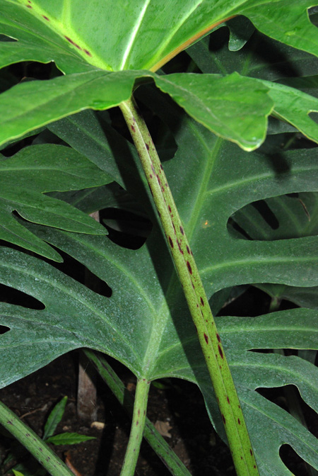 Philodendron pinnatifidum