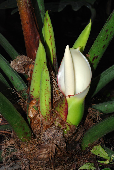 Philodendron pinnatifidum