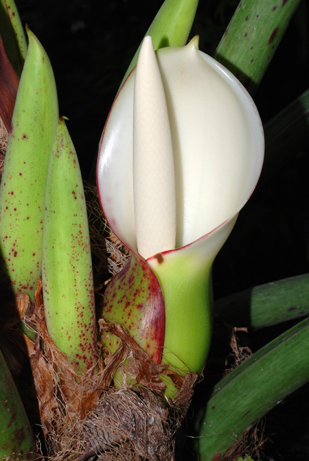Philodendron pinnatifidum