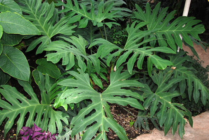 Philodendron pinnatifidum