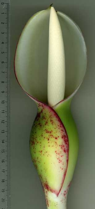 Philodendron pinnatifidum