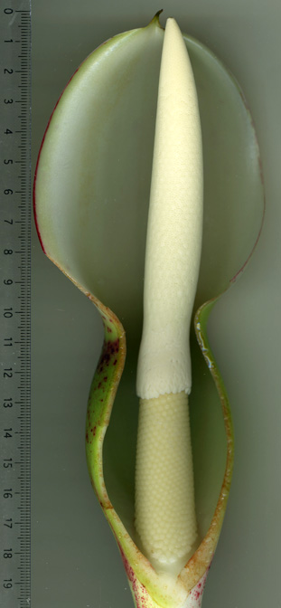 Philodendron pinnatifidum