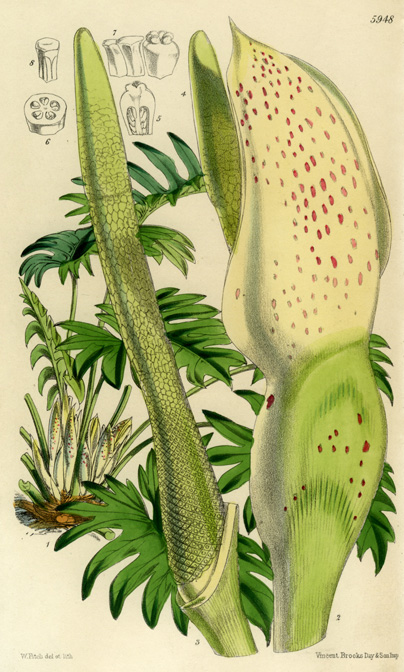 Philodendron pinnatifidum