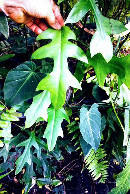 Philodendron pinnatilobum