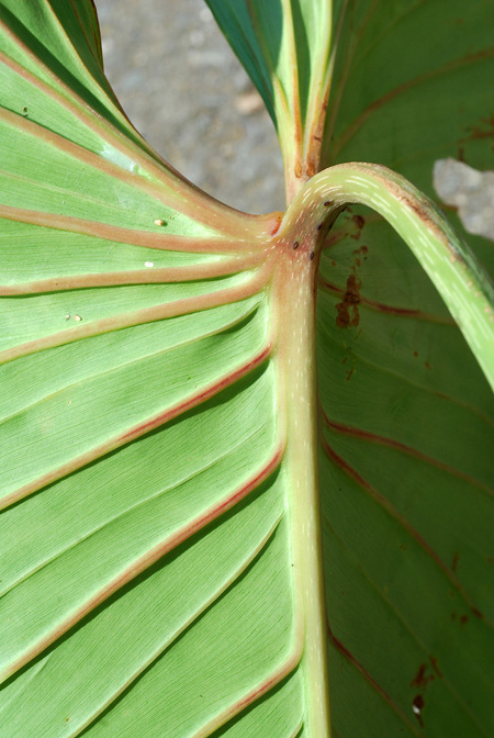 Philodendron pipolyi