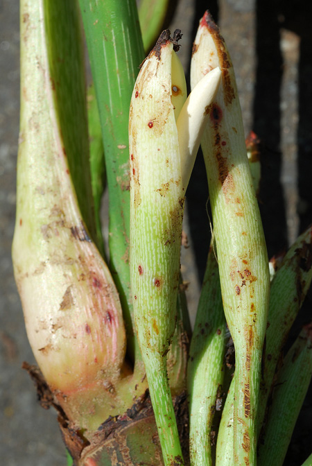 Philodendron pipolyi