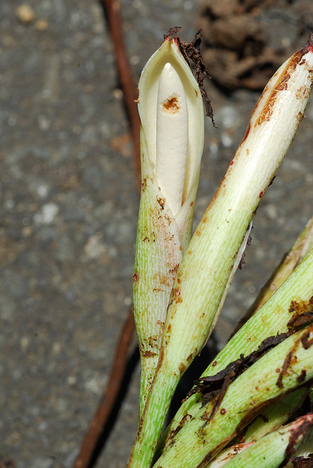 Philodendron pipolyi