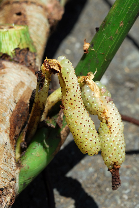 Philodendron pipolyi