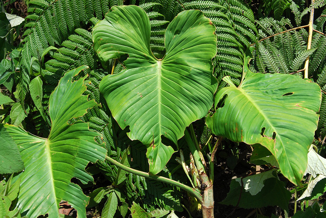 Philodendron pipolyi