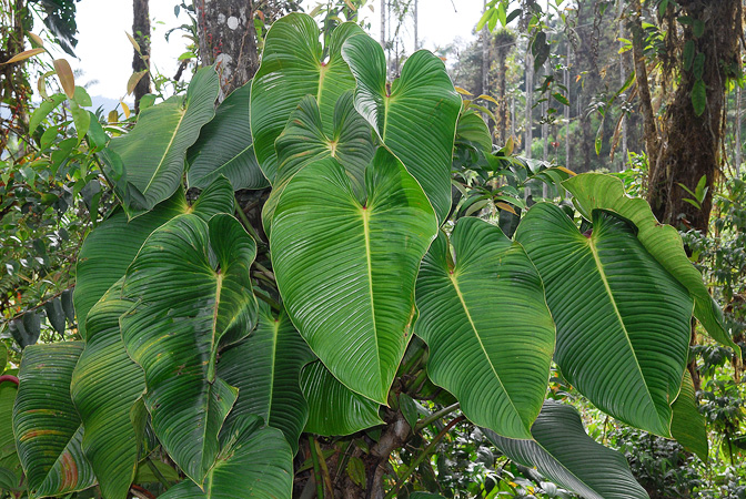 Philodendron planadense