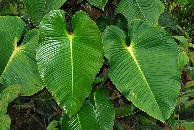 Philodendron planadense