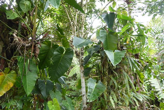 Philodendron planadense