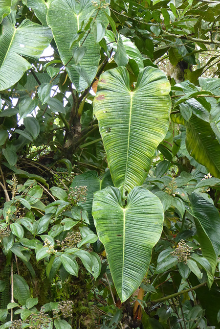 Philodendron planadense