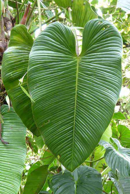 Philodendron planadense