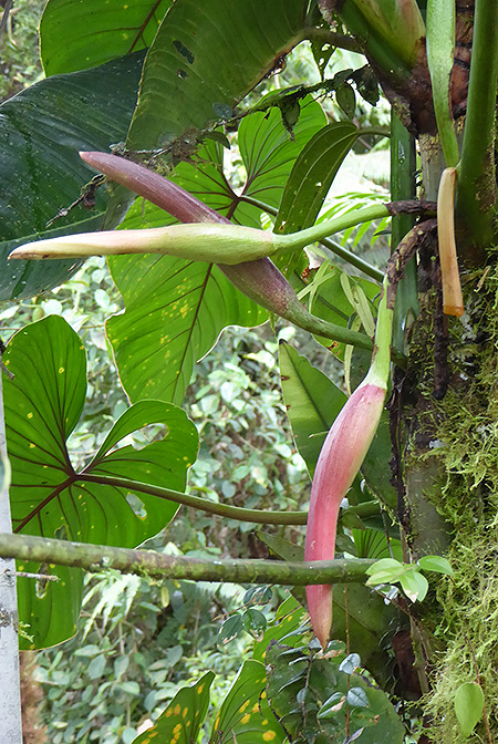Philodendron planadense
