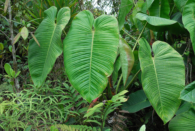Philodendron planadense