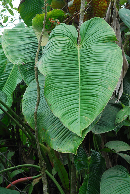 Philodendron planadense