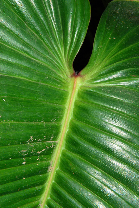 Philodendron planadense