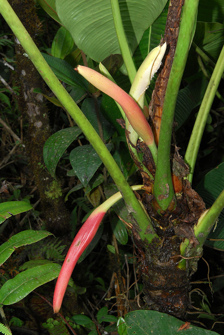 Philodendron planadense