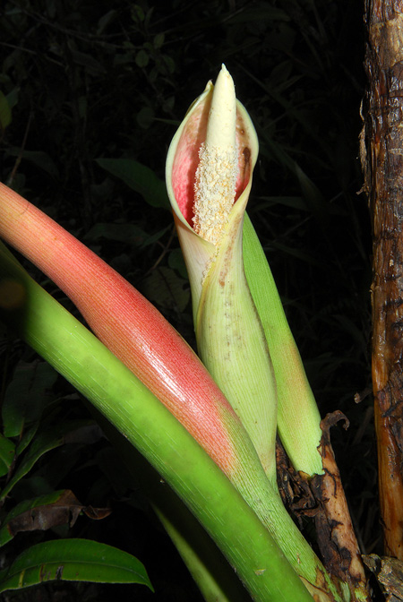 Philodendron planadense