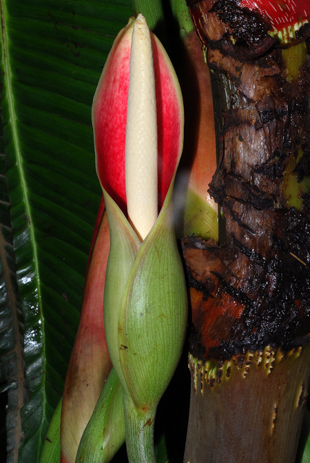 Philodendron planadense