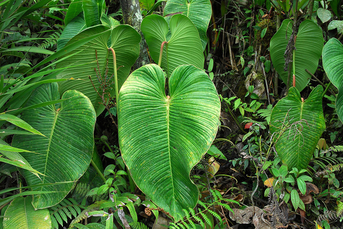 Philodendron planadense