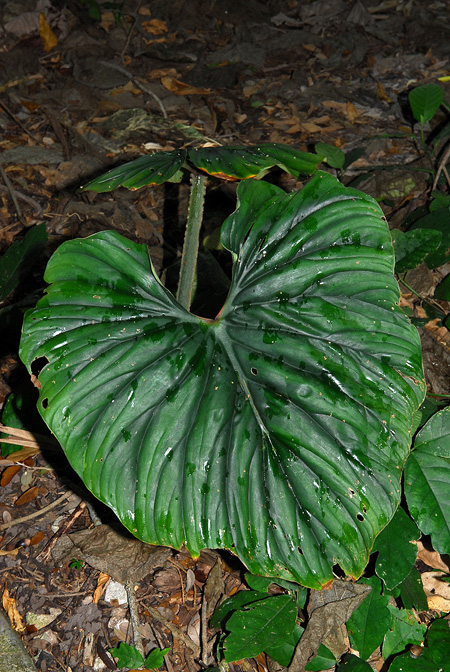 Philodendron plowmanii