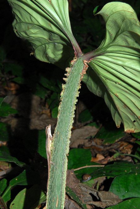 Philodendron plowmanii