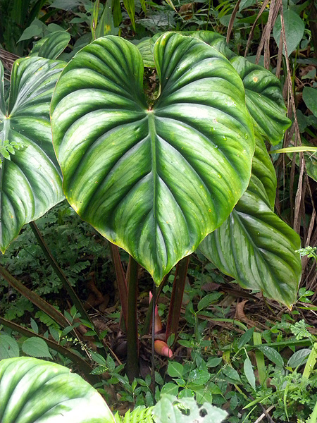 Philodendron plowmanii
