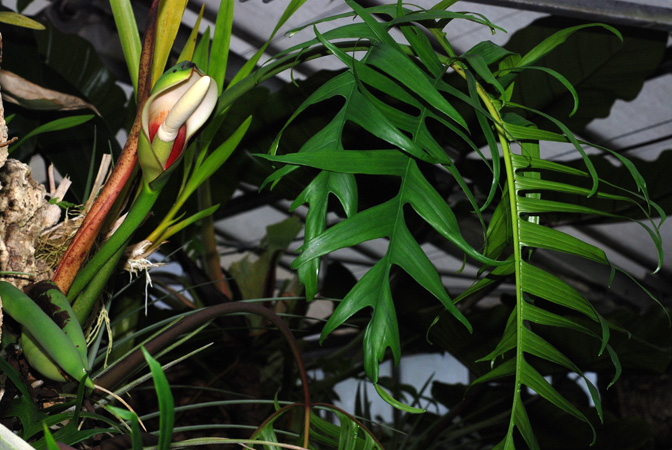 Philodendron polypodioides